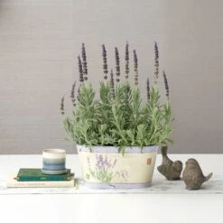 Lavender 'Goodwin Creek Grey' In Decorative Metal Cachepot 5 Lavender 'Goodwin Creek Grey' In Decorative Metal Cachepot -Olivia Plants Sales x600 22357