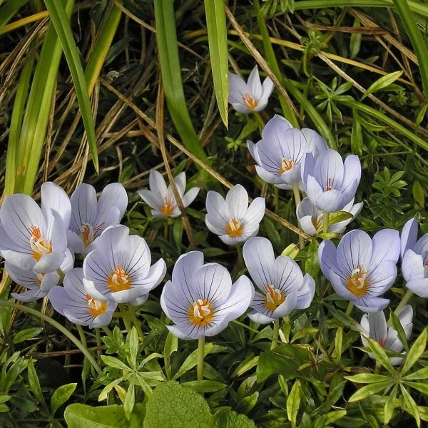 Crocus Pulchellus 2 Crocus Pulchellus - Image 2