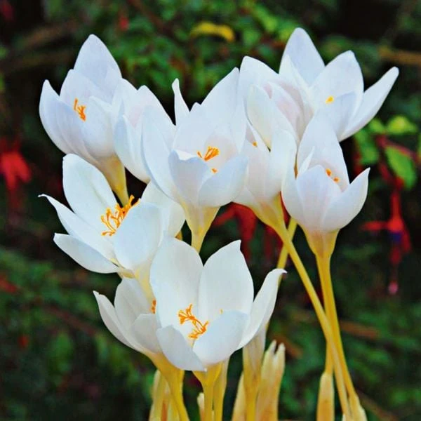 Crocus Speciosus 'Albus' 1 Crocus Speciosus 'Albus'