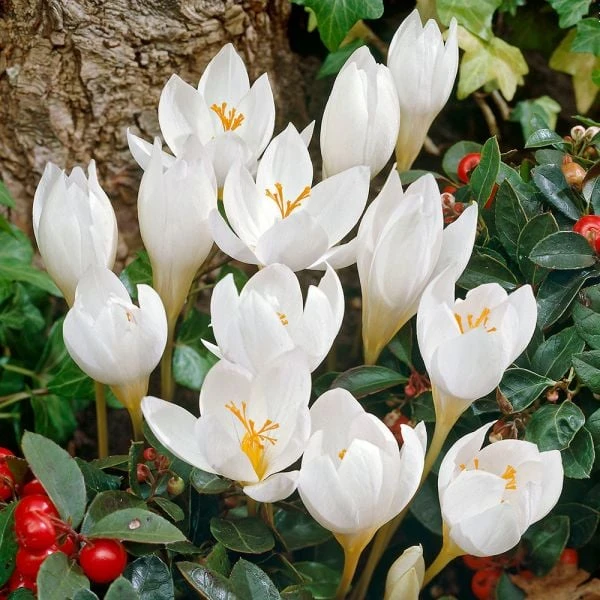 Crocus Speciosus 'Albus' 2 Crocus Speciosus 'Albus' - Image 2