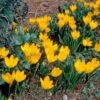 Sternbergia Lutea