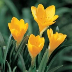 Sternbergia Lutea -Olivia Plants Sales x600 22436