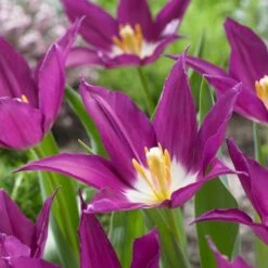 Tulip 'Purple Dream' -Olivia Plants Sales x600 22454