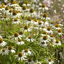 Echinacea Purpurea 'White Swan' -Olivia Plants Sales x600 22645