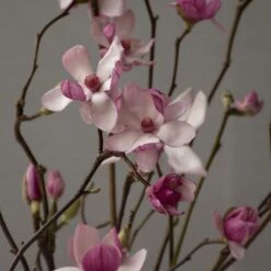 Tulip Magnolia Flowering Branches -Olivia Plants Sales x600 22681
