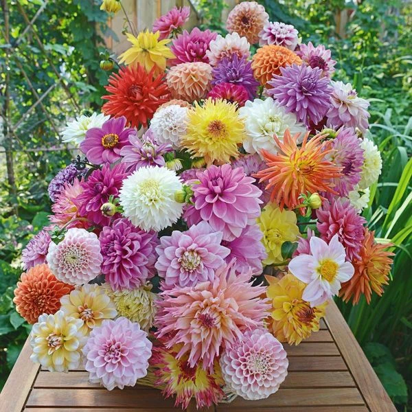 Summertime Splendor Dahlia Collection 1 Summertime Splendor Dahlia Collection