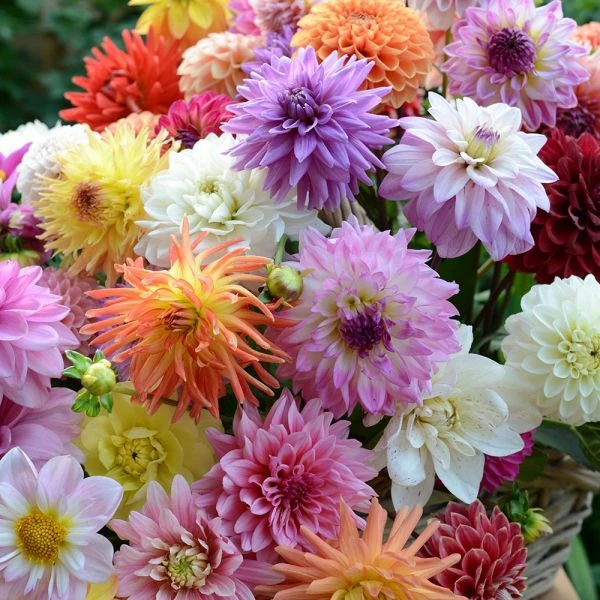 Summertime Splendor Dahlia Collection 2 Summertime Splendor Dahlia Collection - Image 2