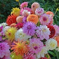Summertime Splendor Dahlia Collection 7 Summertime Splendor Dahlia Collection -Olivia Plants Sales x600 22740
