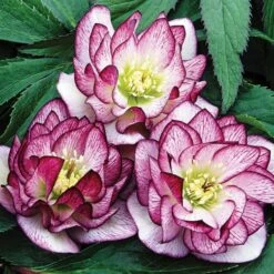 Helleborus Wedding Party® Mix -Olivia Plants Sales x600 22747