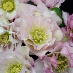 Helleborus Wedding Party® Mix -Olivia Plants Sales x600 22748