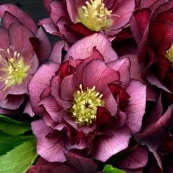 Helleborus Wedding Party® Mix -Olivia Plants Sales x600 22749