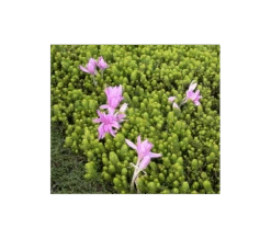 Colchicum 'Waterlily'