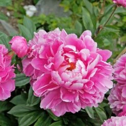Peony 'Doctor Alexander Fleming' -Olivia Plants Sales x600 22801