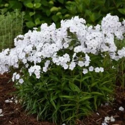 Phlox 'Fashionably Early Crystal' -Olivia Plants Sales x600 22802
