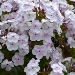Phlox 'Fashionably Early Crystal' -Olivia Plants Sales x600 22804