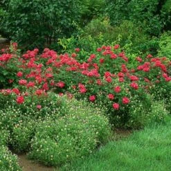 Rose Double Knock Out® -Olivia Plants Sales x600 22829