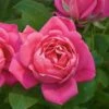 Rose Pink Double Knock Out®