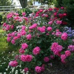 Rose Pink Double Knock Out® 9 Rose Pink Double Knock Out® -Olivia Plants Sales x600 22836