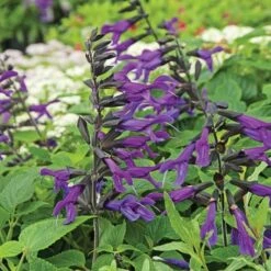 Pollinator Pleaser Annual Collection 9 Pollinator Pleaser Annual Collection -Olivia Plants Sales x600 22850