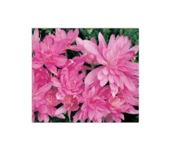 Colchicum 'Waterlily' -Olivia Plants Sales x600 230