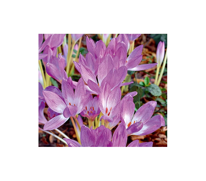 Colchicum 'Giant' 2 Colchicum 'Giant' - Image 2