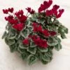 Cyclamen Silverleaf Deep Magenta, 4 Pots In Metal Bowl
