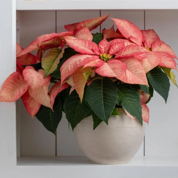 Poinsettia Premium Picasso In Cream Ceramic Cachepot 1 Poinsettia Premium Picasso In Cream Ceramic Cachepot