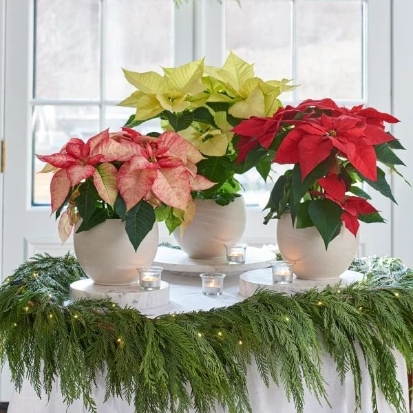 Poinsettia Premium Picasso In Cream Ceramic Cachepot 2 Poinsettia Premium Picasso In Cream Ceramic Cachepot - Image 2