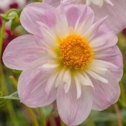 Dahlia 'Teesbrooke Audrey' -Olivia Plants Sales x600 23574
