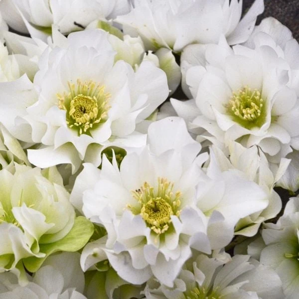 Helleborus Wedding Party® 'Wedding Bells' 1 Helleborus Wedding Party® 'Wedding Bells'