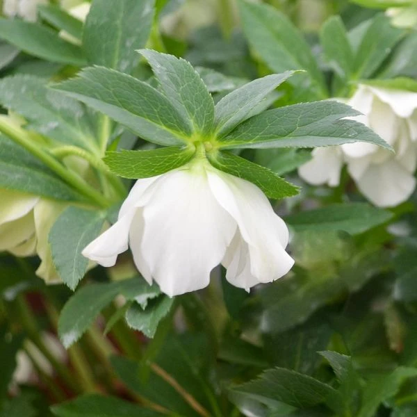 Helleborus Wedding Party® 'Wedding Bells' 2 Helleborus Wedding Party® 'Wedding Bells' - Image 2