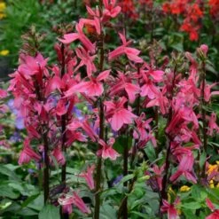 Lobelia Speciosa Starship™ Deep Rose -Olivia Plants Sales x600 23636