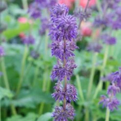 Salvia Verticillata 'Purple Rain' 5 Salvia Verticillata 'Purple Rain' -Olivia Plants Sales x600 23657