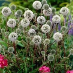 Echinops Sphaerocephalus 'Arctic Glow' -Olivia Plants Sales x600 23675