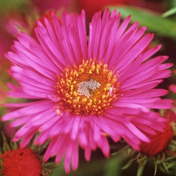 Symphyotrichum Novae-angliae 'Alma Potschke' 2 Symphyotrichum Novae-angliae 'Alma Potschke' - Image 2