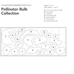 Pollinator Bulb Collection -Olivia Plants Sales x600 23961