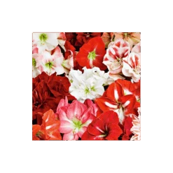 Thirty Wonders Of The Amaryllis World -Olivia Plants Sales x600 23982