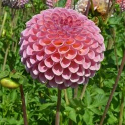 Dahlia 'Jowey Winnie' -Olivia Plants Sales x600 24092