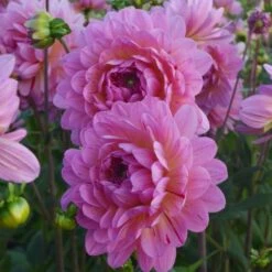 Dahlia 'Tropical' 5 Dahlia 'Tropical' -Olivia Plants Sales x600 24098