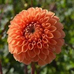 Dahlia 'Sylvia' -Olivia Plants Sales x600 24108