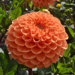 Dahlia 'Sylvia' -Olivia Plants Sales x600 24109
