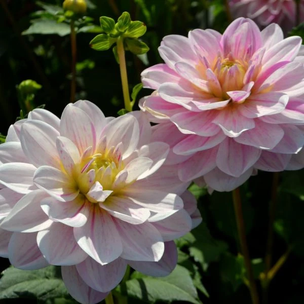 Dahlia 'Bonesta' 2 Dahlia 'Bonesta' - Image 2