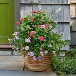 Cretan Pot Suzan -Olivia Plants Sales x600 24140