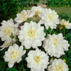 Dahlia 'White Onesta' -Olivia Plants Sales x600 24152