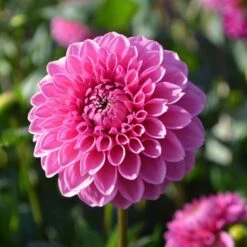 Dahlia 'Pink Sylvia' -Olivia Plants Sales x600 24154