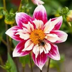 Dahlia 'Fashion Monger' 5 Dahlia 'Fashion Monger' -Olivia Plants Sales x600 24156