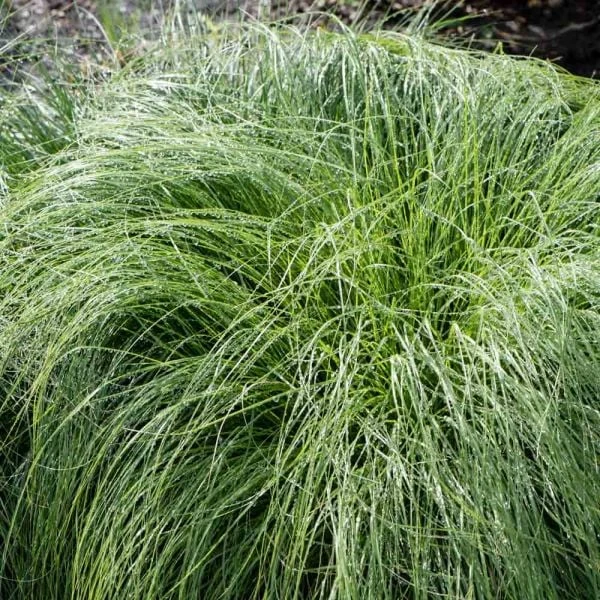 Ornamental Grass: Sporobolus Heterolepis 2 Ornamental Grass: Sporobolus Heterolepis - Image 2