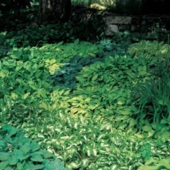Emerald Isle Hosta Collection -Olivia Plants Sales x600 24290