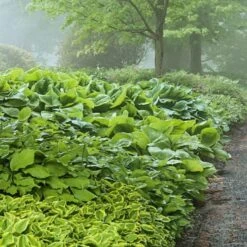 Emerald Isle Hosta Collection -Olivia Plants Sales x600 24292