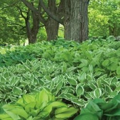 Emerald Isle Hosta Collection -Olivia Plants Sales x600 24293 1